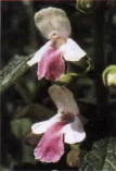 Immenblatt (Melittis melissophyllum)